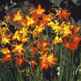 楽天市場 グラジオラス 植えっぱなし 球根の通販