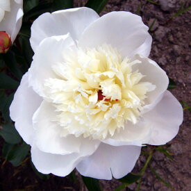 楽天市場 シャクヤク 芍薬 苗の通販
