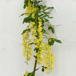 Ԗ ؂̕c/LOTF{bV[5|bg