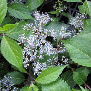 Ԗ ؂̕c/AWTCFIN^}RAWTCizԁj3|bg