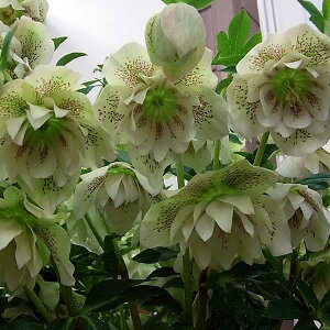 NX}X[YF*GKXzCg4.5|bg