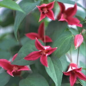 N}`X̕c/N}`XFvZX_CAi4|bg(eLZVXn)