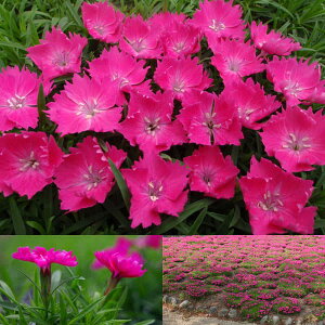 ナデシコ 花 苗の人気商品 通販 価格比較 価格 Com