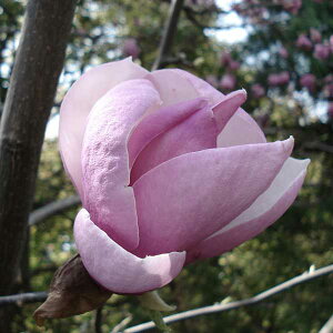 Ԗ ؂̕c/Ni}OmAjFуNijVLNj4.5|bg