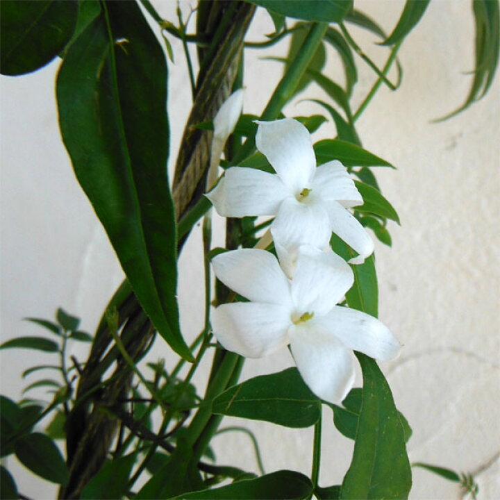 楽天市場 長尺つるもの ハゴロモジャスミン 羽衣ジャスミン 5号長さ1 5m 園芸ネット プラス