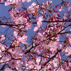 Ԗ ؂̕c/FgR(xj}UN)4`5|bg