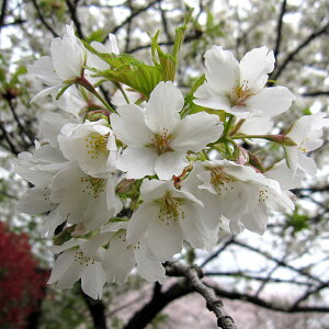 Ԗ ؂̕c/F哇iIIV}UNj4`5|bg