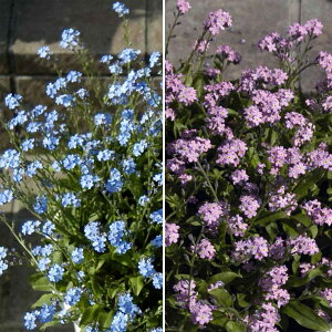 Ԃ̕c/XiOTFu[ƃsN3`3.5|bg4Zbg