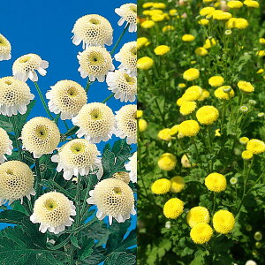 Ԃ̕c/[]}gJAEԐF~bNX3|bg28Zbg