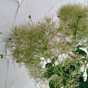 Ԗ ؂̕c/X[Nc[FsN{[4.5`5|bg