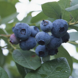 ʎ̕c/u[x[inCubVnjF͂΂␯3|bg