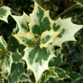 花木 庭木の苗/ヒイラギ：斑入ヒイラギ6号ポット