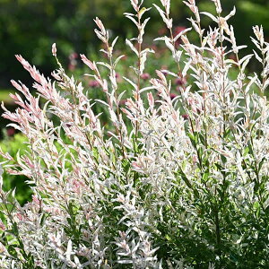 Ԗ ؂̕c/iMFIсinNjVLj3.5`4|bg