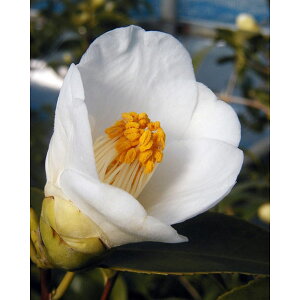 Ԗ ؂̕c/ցicoLjFʁi炽܁j4`4.5|bg