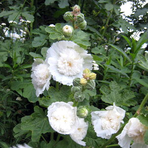 Ԃ̕c/AZAi^`AICjF_uzCg3.5|bg3Zbg