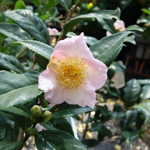 Ԗ ؂̕c/ցicoLjFFJiт炫j4`4.5|bg