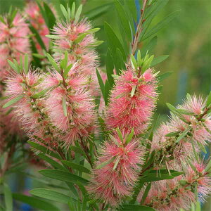 Ԗ ؂̕c/JXeFsNVp5|bg