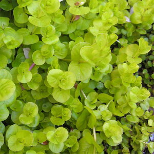 草花の苗/リシマキア ヌンムラリア オーレア3〜3.5号ポット6株セット
