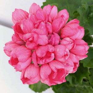 苗 ゼラニウム ピンクの人気商品 通販 価格比較 価格 Com