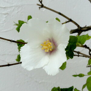 Ԗ ؂̕c/oCJEcMi~ԃEcMjFxGg[ 5A