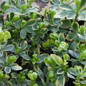 []tbL\EFoGK[^itj12Zbg