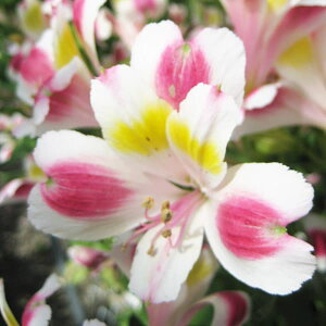 Ԃ̕c/AXgAFzmJ3.5|bg