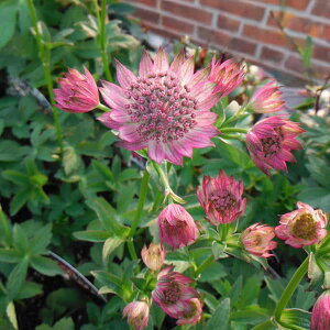 Ԃ̕c/AXgeBAF[}3|bg2Zbg