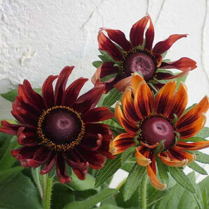 Ԃ̕c/hxLAF`F[uf[3-3.5|bg2Zbg