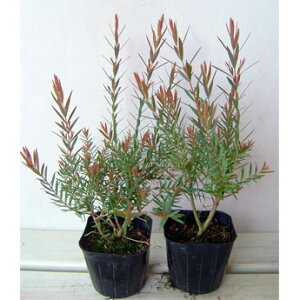 Ԗ ؂̕c/EJFbhWF3|bg2Zbg