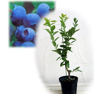 ʎ̕c/u[x[F͂΂␯ږؕc5|bg