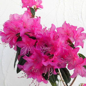 Ԗ ؂̕c/ccWFgi悵́j4|bg