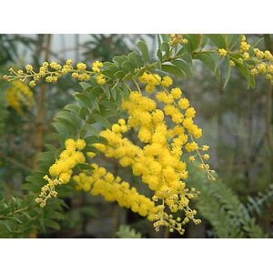 Ԗ ؂̕c/AJVAFn[t[AJVAiZ~i[^j3|bg