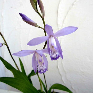 Ԃ̕c/Vi^jFu[V3|bg6Zbg