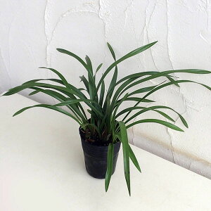 R쑐̕c/VrW[FŕӁiLEwj4|bg