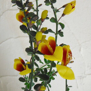 Ԗ ؂̕c/GjV_FVققׂ3`3.5|bg