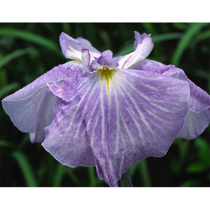 Ԃ̕c/niVEuiԏҊjFiATq\j3|bg