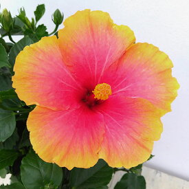 楽天市場 ハイビスカス 苗 ミセスユミの通販