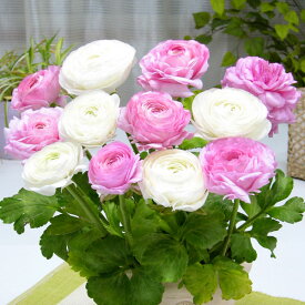 球根/[棚卸セール]ラナンキュラス：ピンク＆ホワイト混合4球入り