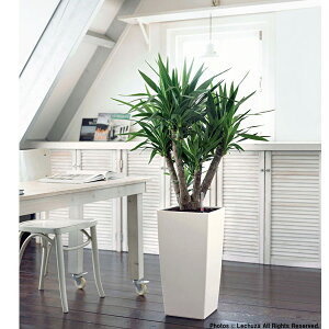 ���`���[�U�E�G�R�m�~�[�F�R����30 �z���C�g