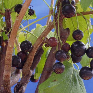 ʎ̕c/JVXFtTXO {XR[vWCAg4|bg