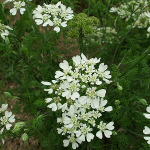 Ԃ̕c/IAiIj3`3.5|bg3Zbg