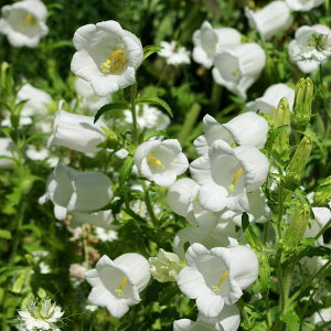 Ԃ̕c/JpjEd炫zCg(No.5)3|bg2Zbg