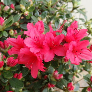 Ԗ ؂̕c/văccWF́Xi܂傤傤j5|bg5Zbg