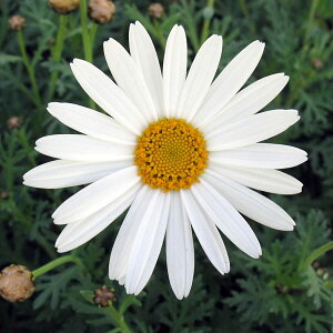 Ԃ̕c/}[KbgFT[bv3.5|bg