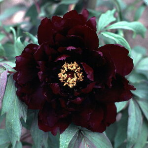 Ԗ ؂̕c/OiڂjFGi͂炷j3Nc6|bg