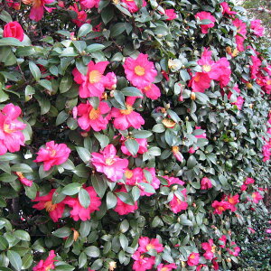 Ԗ ؂̕c/ցiJcoLjF^`Jiցj5|bg12Zbg