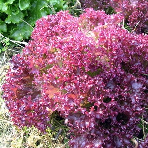 Tj[^XFbTiC^A؁j[؃^l]