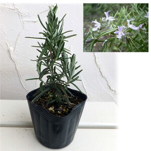 n[u̕c/[Y}[ijFSWA3|bg