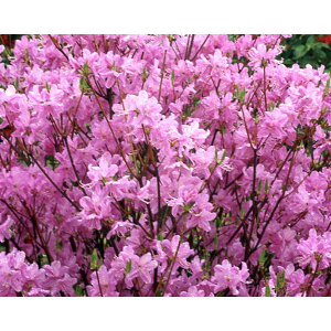 Ԗ ؂̕c/ccWFigESNj~coccW3|bg