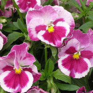 Ԃ̕c/[]pW[F炳3-3.5|bg24Zbg